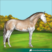 Horse Color:Gray Bay Pearl Dun Sabino Splash Rabicano 