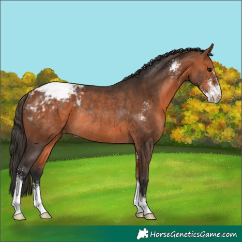 Horse Color:Bay Sabino Appaloosa Rabicano 