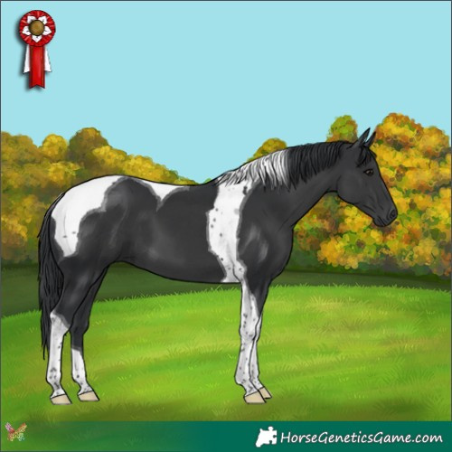 Horse Color:Black Tobiano 
