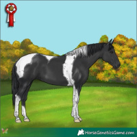 Horse Color:Black Tobiano 