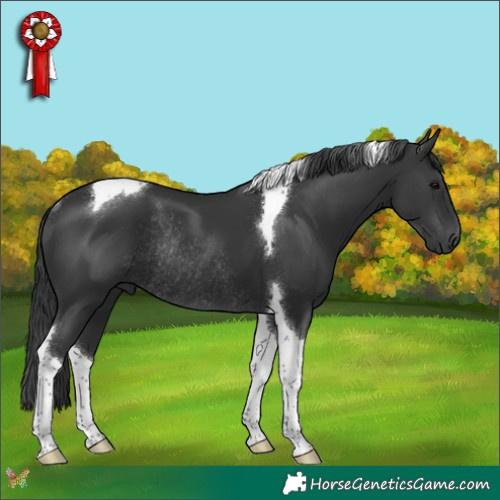 Horse Color:Black Tobiano Rabicano 