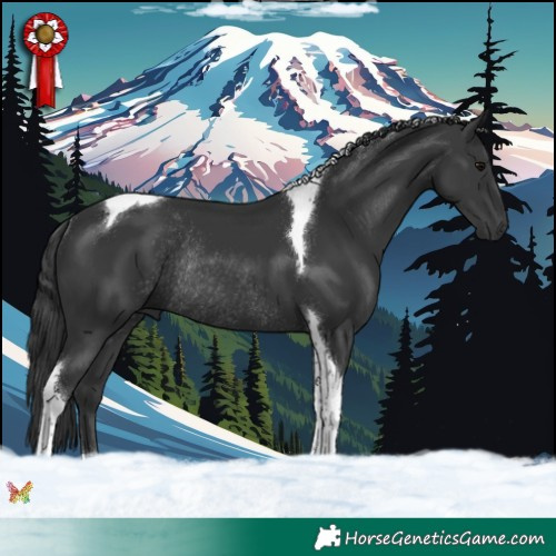 Horse Color:Black Tobiano Rabicano 