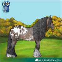 Horse Color:White Spotted Brown Dun Tobiano Appaloosa