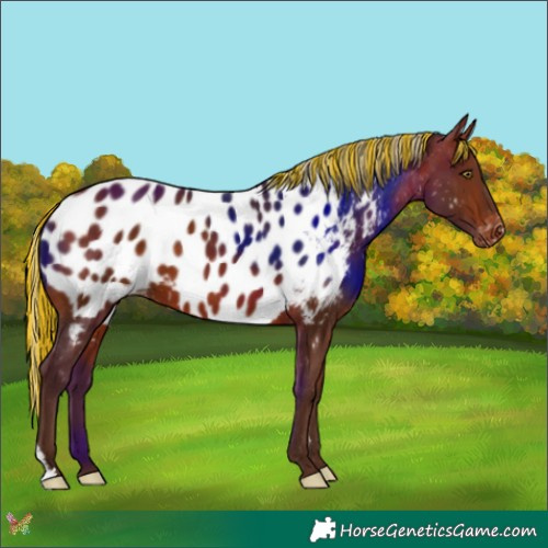 Horse Color:Painted Silver Brown Appaloosa 