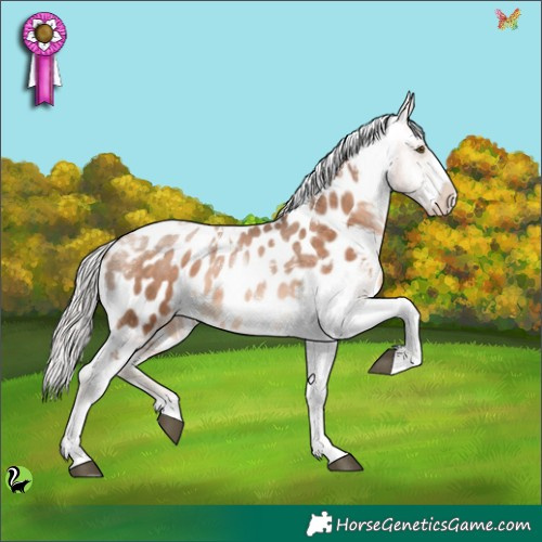 Horse Color:Silver Brown Pearl Tobiano Appaloosa 