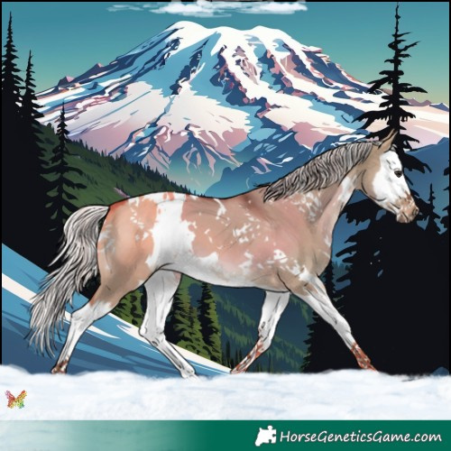 Horse Color:White Spotted Silver Brown Dun Splash 