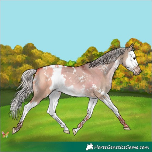 Horse Color:White Spotted Silver Brown Dun Splash 