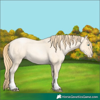 Horse Color:Buckskin Roan Pearl and Buckskin Roan Pearl
