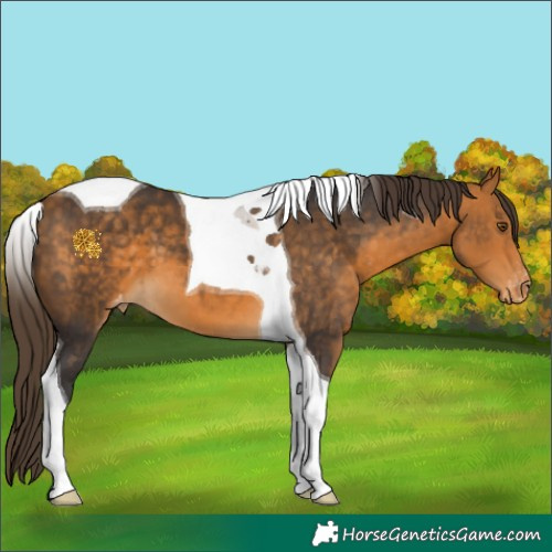 Horse Color:Buckskin Tobiano Appaloosa 