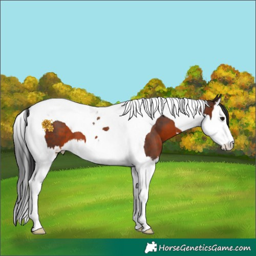 Horse Color:Brown Splash Tobiano 