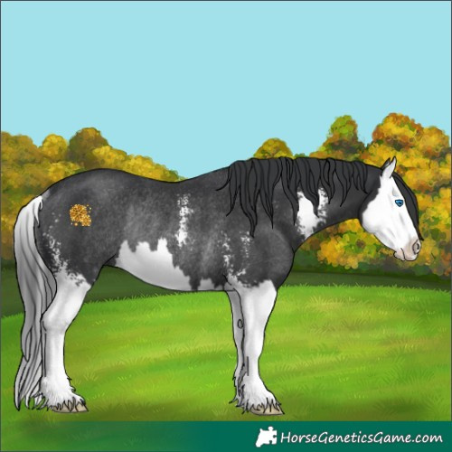 Horse Color:Black Sabino Splash Rabicano 
