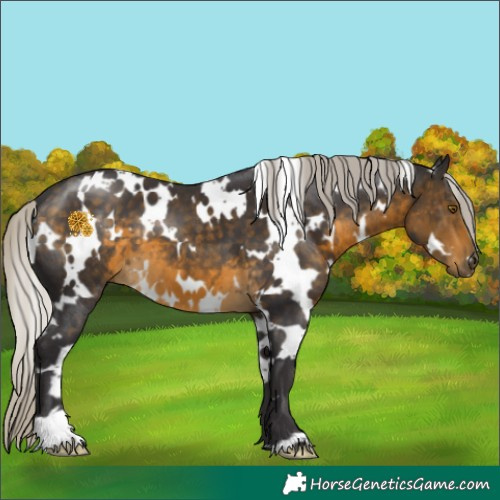 Horse Color:White Spotted Silver Buckskin 