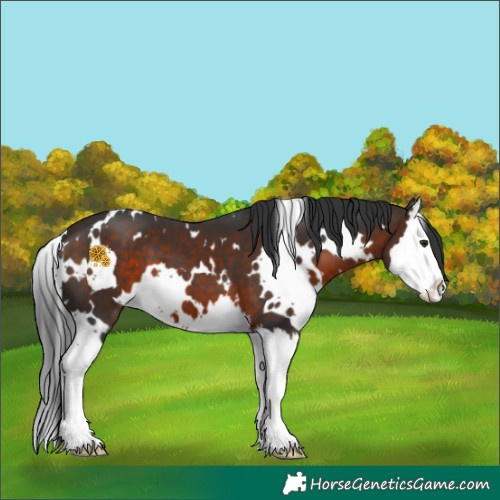 Horse Color:White Spotted Brown Splash 