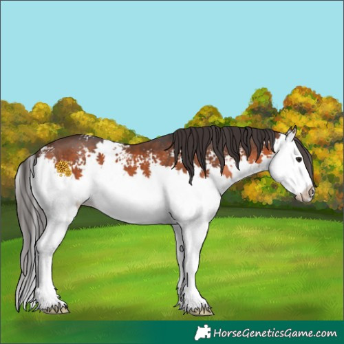 Horse Color:White Spotted Brown 