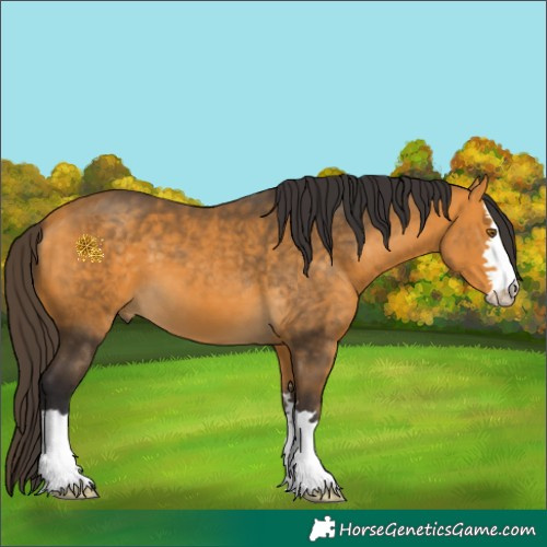 Horse Color:Buckskin 