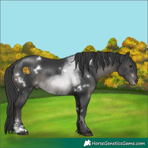 Horse Color:White Spotted Black Sabino 