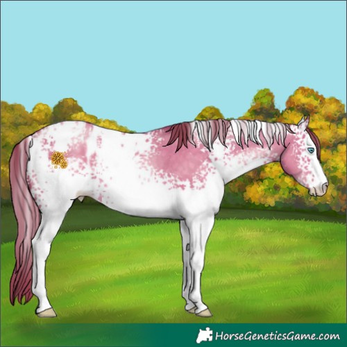 Horse Color:White Spotted Buckskin Pearl Dun Appaloosa 