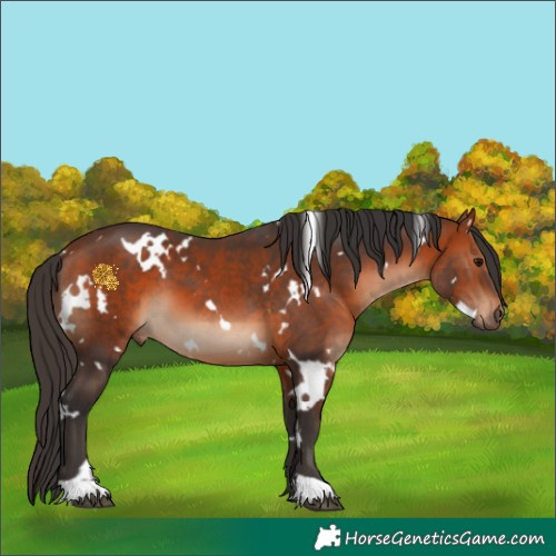 Horse Color:White Spotted Bay 
