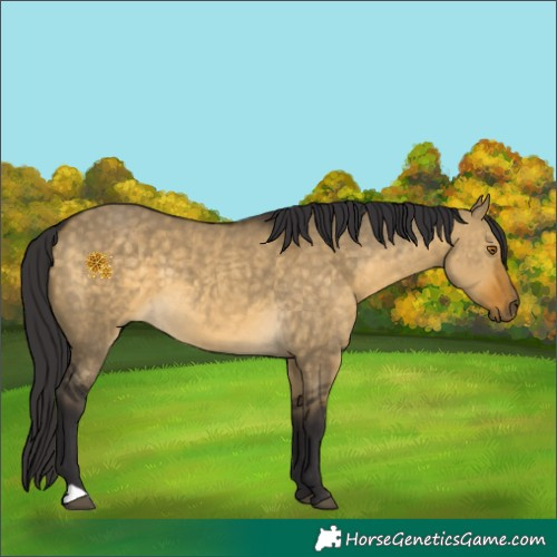 Horse Color:Buckskin Dun 