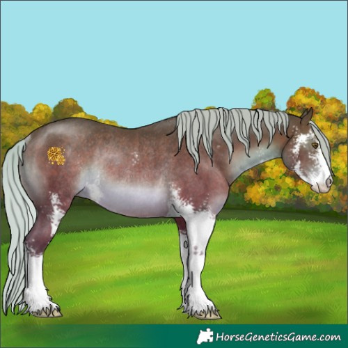 Horse Color:Silver Brown Sabino Rabicano 