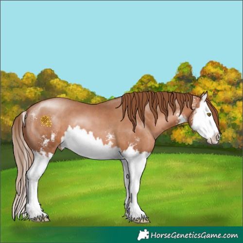 Horse Color:Brown Pearl Sabino Splash 