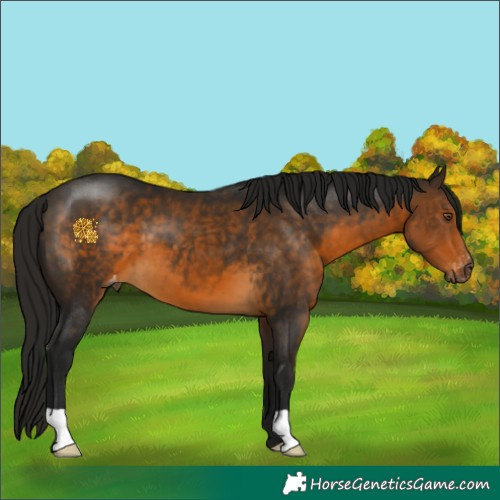 Horse Color:Gray Buckskin Appaloosa 