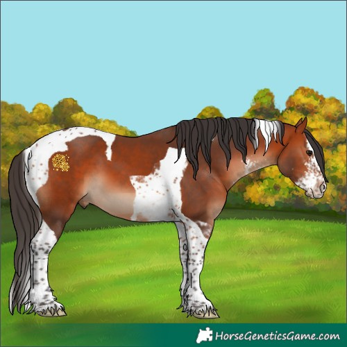 Horse Color:Bay Sabino Splash Tobiano 