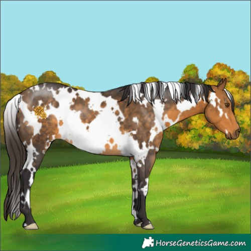 Horse Color:White Spotted Buckskin 