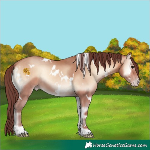 Horse Color:White Spotted Chocolate Amber Champagne Onyx 