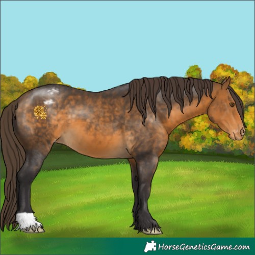 Horse Color:Buckskin Appaloosa 