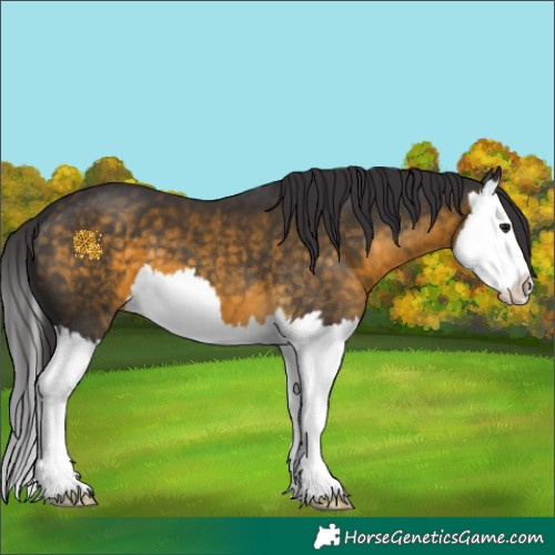 Horse Color:Buckskin Splash 