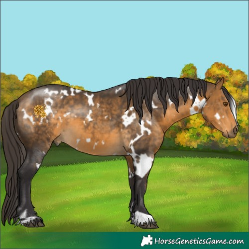 Horse Color:White Spotted Buckskin 