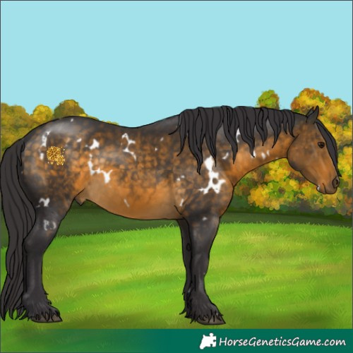 Horse Color:White Spotted Buckskin Rabicano 