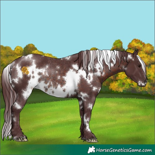 Horse Color:White Spotted Chocolate Brown Rabicano 