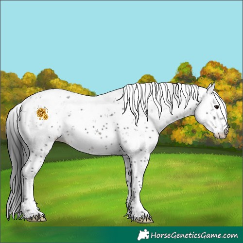 Horse Color:Black Sabino 
