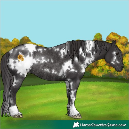 Horse Color:White Spotted Smoky Black Rabicano 
