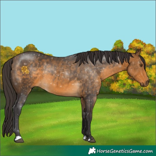 Horse Color:Buckskin 