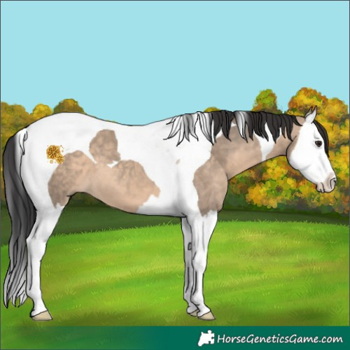 Horse Color:Brown Dun Splash Tobiano 