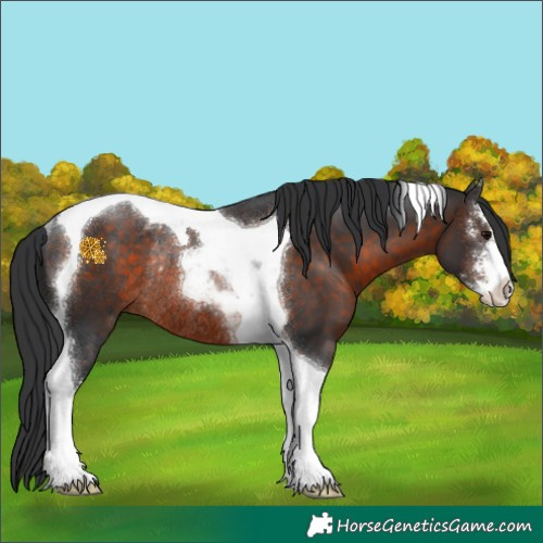 Horse Color:Brown Sabino Tobiano Rabicano 