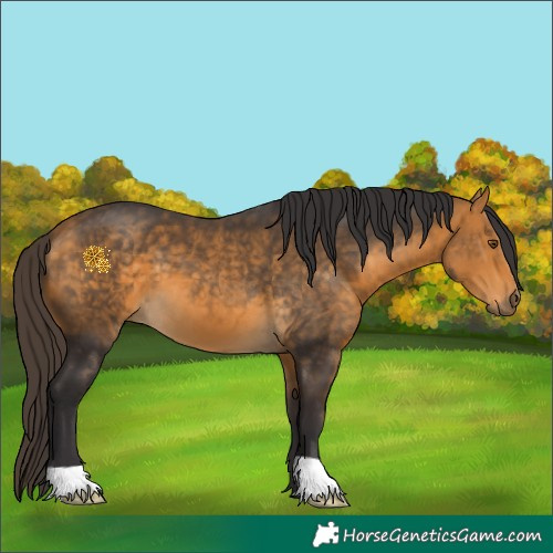 Horse Color:Buckskin 