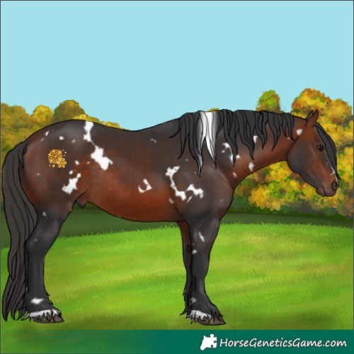 Horse Color:White Spotted Bay Rabicano 