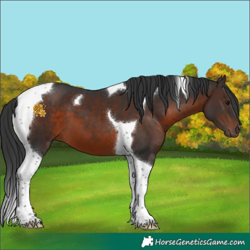 Horse Color:Brown Tobiano 