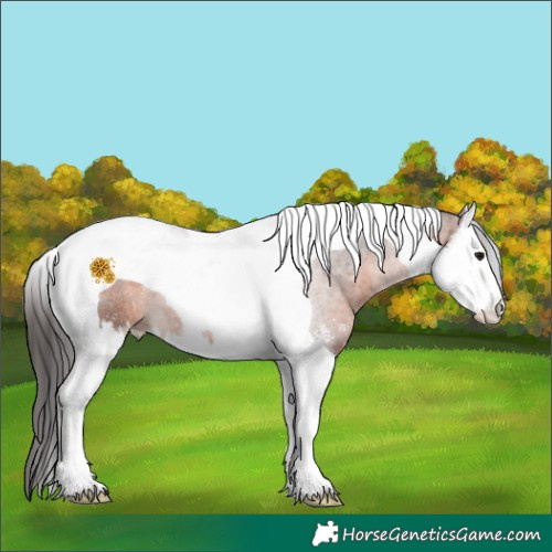 Horse Color:Brown Sabino Splash Tobiano 