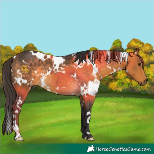 Horse Color:White Spotted Buckskin 