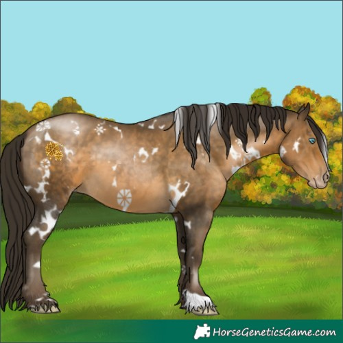 Horse Color:Gray White Spotted Buckskin Pearl 