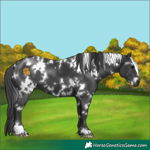 Horse Color:White Spotted Black 