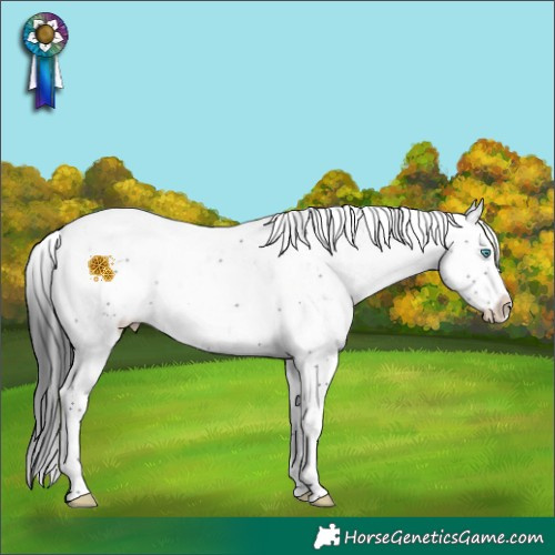 Horse Color:Black Sabino Splash 