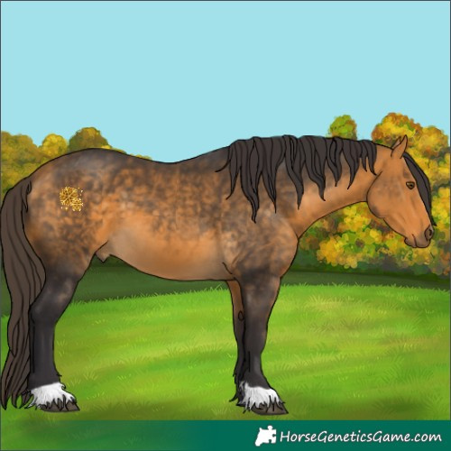 Horse Color:Buckskin 