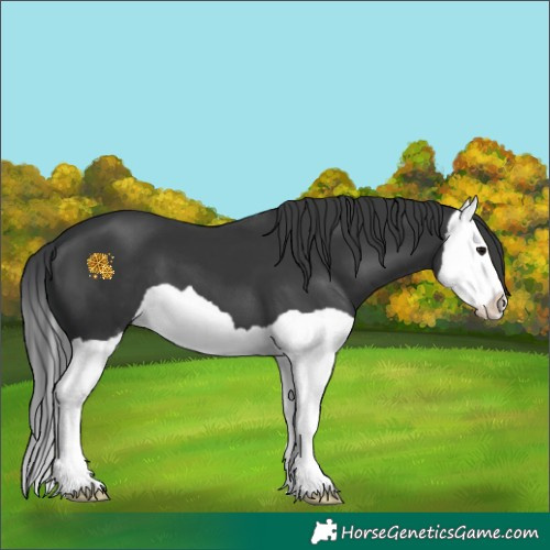 Horse Color:Black Splash 