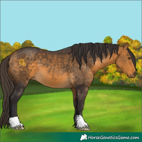 Horse Color:Buckskin 